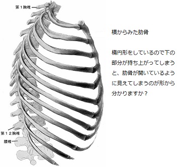 肋骨を閉める ってどういうこと Dancer S Life Support Com