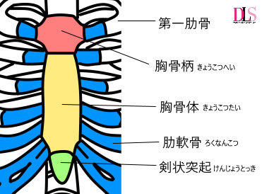 肋骨についてダンサーが知っておきたい事 Dancer S Life Support Com