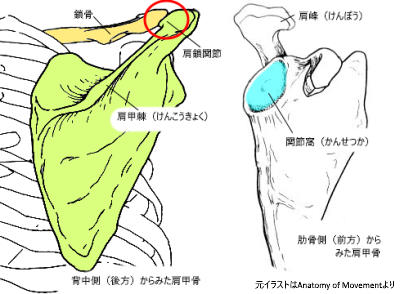 肩関節 ポーデブラの発祥地を理解しよう Dancer S Life Support Com