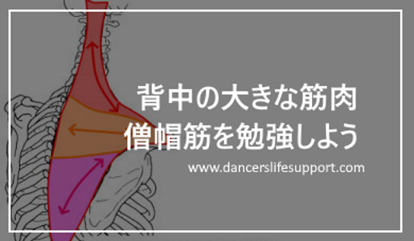 背中の大きな筋肉 僧帽筋を勉強しよう Dancer S Life Support Com