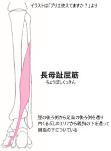 ダンサーの種子骨障害 原因 予防 レッスン復帰 Dancer S Life Support Com