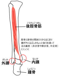 今さら聞けないプリエと前脛骨筋 Dancer S Life Support Com