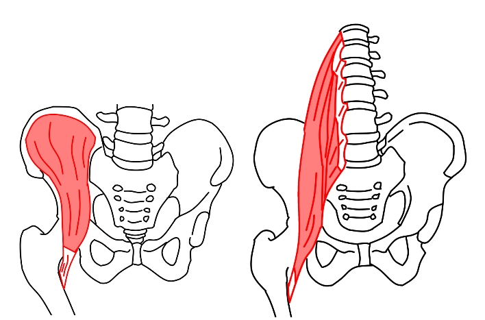 ダンサーの腹筋事情 腸腰筋編  Danceru0027s Life Support.com