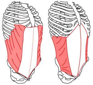 ダンサーの腹筋事情 解剖学編 Dancer S Life Support Com