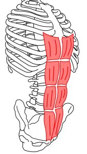 ダンサーの腹筋事情 解剖学編 Dancer S Life Support Com